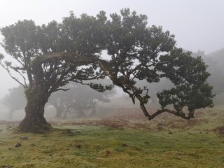 Alter Baum im Nebel