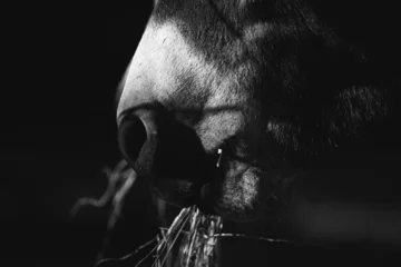 Tuinposter Mini donkey muzzle close up in dark black and white eating hay on farm. © ccestep8