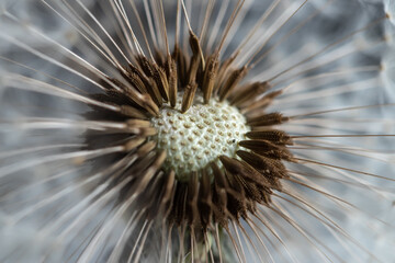 Beautiful dandelion macro view, seeds. black and white colors.