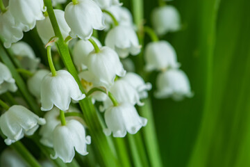 Obraz na płótnie Canvas Lily of the valley close-up, detailed bright macro photo. The concept of spring, may, summer. Floral background.