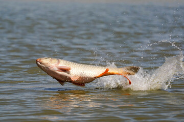 Fototapeta premium Carp Splash