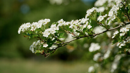 eingriffeliger Weißdorn, Crataegus monogyna während der Blütezeit im Frühling in einem Park