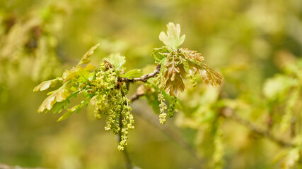 Blütenstand und junge Blätter einer Stieleiche, Quercus robur im Frühling in einem Park