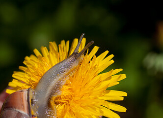 Snail on a dandelion. Snail close-up.