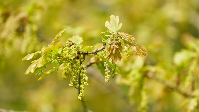 Bl&uuml;tenstand und junge Bl&auml;tter einer Stieleiche, Quercus robur im Fr&uuml;hling in einem Park