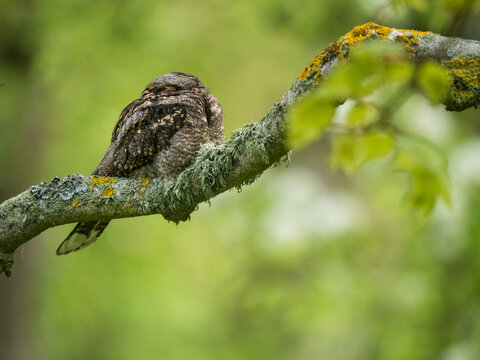European Nightjar resting on a branch