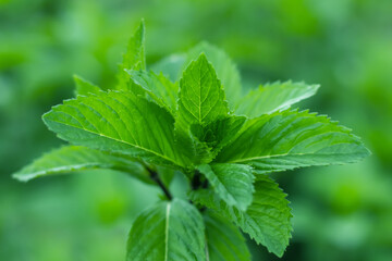 Fresh mint. Fresh mint leaves in the garden. Natural mint background