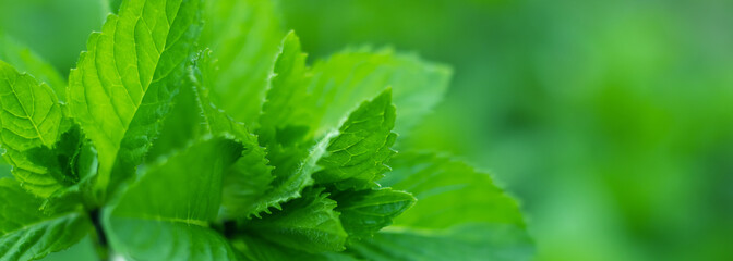 Fresh mint leaves in the garden. mint background,