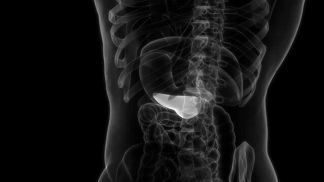 Human Internal Organs Pancreas with Gallbladder Anatomy Animation Concept