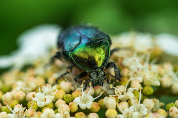 Rose Chafer. Cetonia Aurata or metallic beetle eats pollen on white flowers