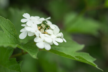 White viburnum flowers in close-up on a background of green leaves, early spring, floral background.