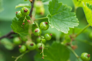 Green berries of currant on a green background on a summer day macro photography.