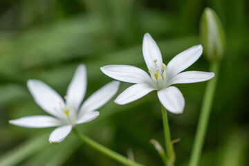 Obraz premium Ornithogalum flowers. beautiful bloom in the spring garden. Many white flowers of Ornithogalum.