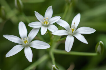 Ornithogalum flowers. beautiful bloom in the spring garden. Many white flowers of Ornithogalum.