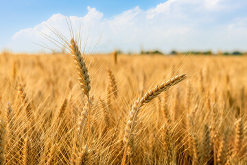 Ripe wheat field nature scenery in summer field. Agricultural scene.