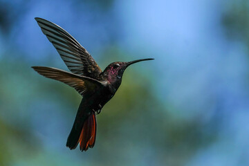 Fototapeta na wymiar Black-throated Mango Hummingbird - Flight