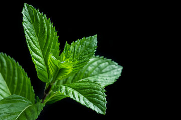 Mint leaf closeup isolated on black background