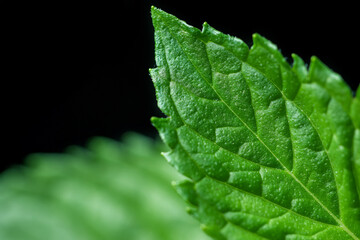 Mint leaf closeup isolated on black background