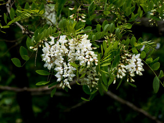 white flowers of a tree