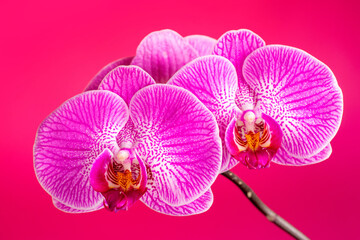 Fototapeta na wymiar Purple orchid flower phalaenopsis, phalaenopsis or falah on a pink background.
