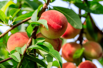 Ripe sweet peach fruit growing on peach branch in orchard