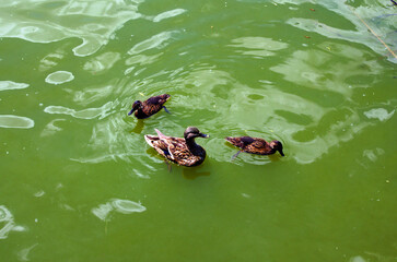 Duck family with duck chicks. Adult duck with two young ducklings are swimming in the lake. Animal family portrait. Three ducks are swimming together on the green water lake in different directions