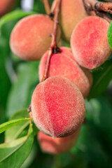 Ripe sweet peach fruit growing on peach branch in orchard