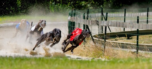 Epic picture of 4 greyhounds racing in Chatillon la palud, France