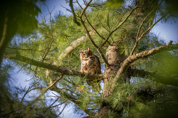 The great horned owl (Bubo virginianus) also known as the tiger owl is native bird to the Americas