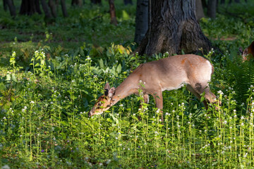 The white-tailed deer or Virginia deer in the spring forest