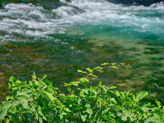 beautiful river in the nature