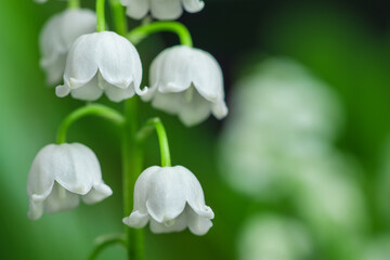 Spring flower lily of the valley. Lily of the valley. Flower Spring Sun White Green Background Horizontal.