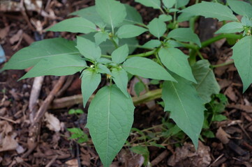 leaves of a Physalis angulata's fruit or buah ceplukan grows in the garden