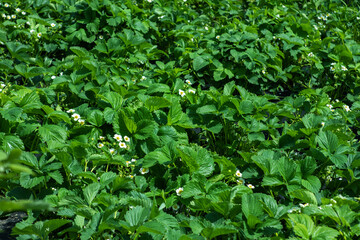 Flower beds of strawberries. Farmer is watering strawberries in the field, agriculture concept.