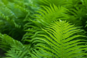 Beautyful ferns leaves green foliage natural floral fern background in sunlight.