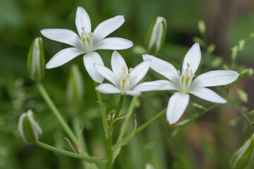 Ornithogalum flowers. beautiful bloom in the spring garden. Many white flowers of Ornithogalum.
