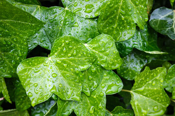 Background of green leaves in raindrops. Close-up.