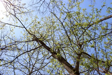 The green leaves on the branches of the spring trees.