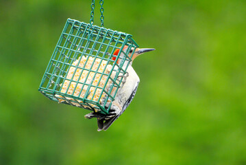 Red-Bellied Woodpecker (Melanerpes carolinus) Feeding on Suet 	