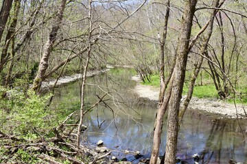 The flowing stream though the tree branches in the woods.