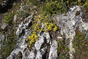 Sedum is a genus of plants in the Crassulaceae family. With about 420 species, it is the largest genus in this family. Common German names are Mauerpfeffer and Fetthennen.