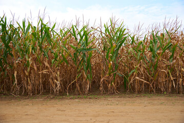 Corn Stalks 