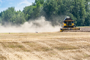 Fototapeta premium Januszew, Poland - August 13, 2021. Yellow combine harwesting on Summer field and storks are waiting for quarry