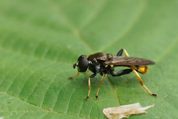 Detailed closeup on the rare Yellow-shinned Leafwalker hoverfly , Xylota xanthocnema, sitting on a green leaf