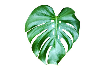 Top veiw, Bright fresh monstera leaf isolated on white background for stock photo or advertisement, Genus of flowering plants, Tropical flora summer © Apichai