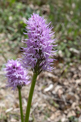 Hanging Naked Man Orchid