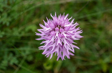 Hanging Naked Man Orchid