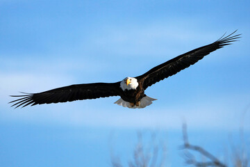 Bald Eagle - Flight