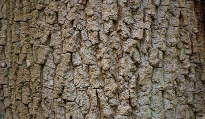 wallpaper of a tree bark in nature
