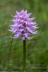 Hanging Naked Man Orchid